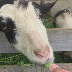 わたしは一応、いただきました。