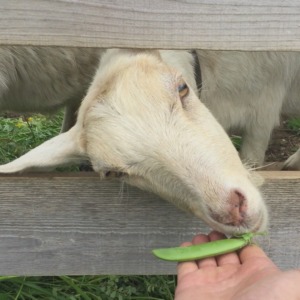 エンドウ豆さんは・・・。