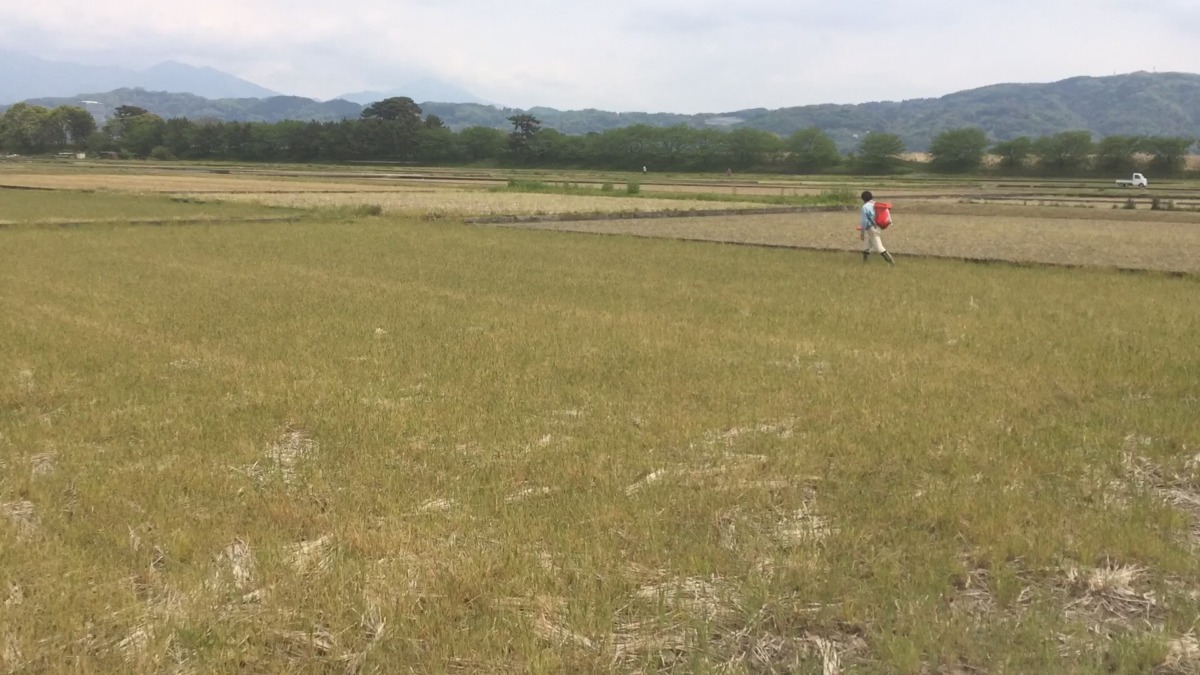 【肥料まき】お疲れさまでした。明日はトラクターで耕し♪♬