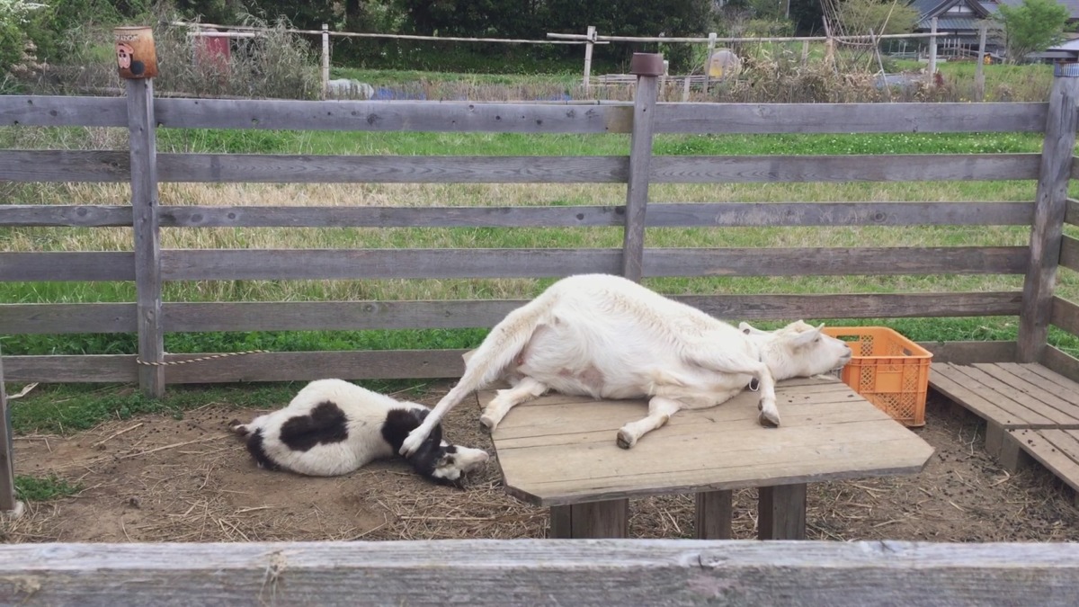 春のごろごろを動画でどうぞ。