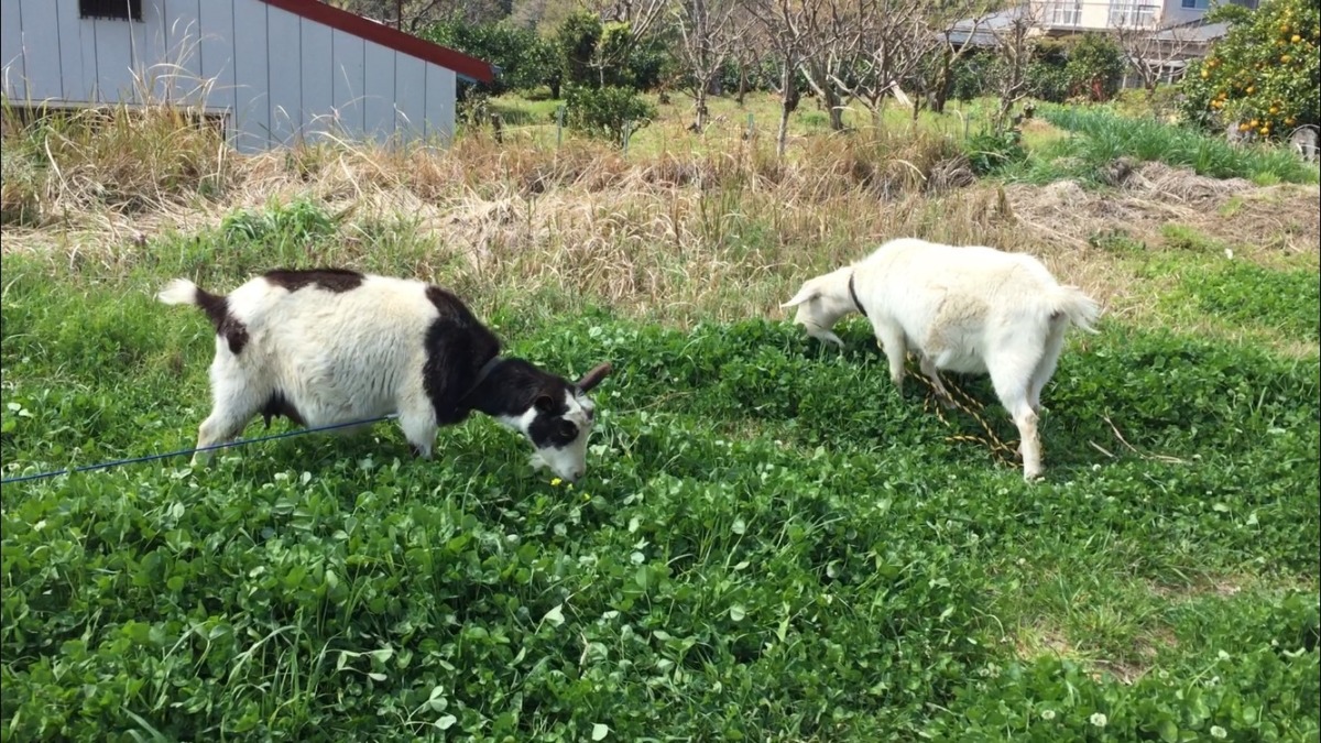 【やぎライブ】今日はわたしも外に出てみました。