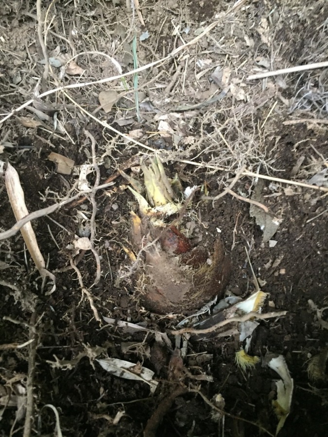 今が旬の竹の子です。（猪さんのお残しですが）