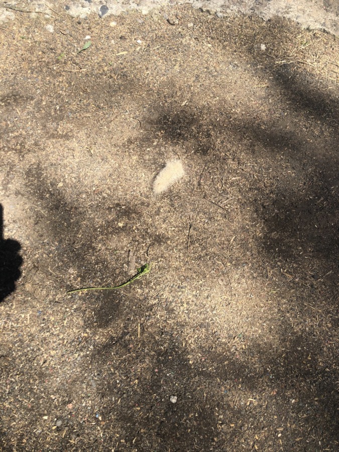 「ギャー」【閲覧注意】?え、うそうそ!