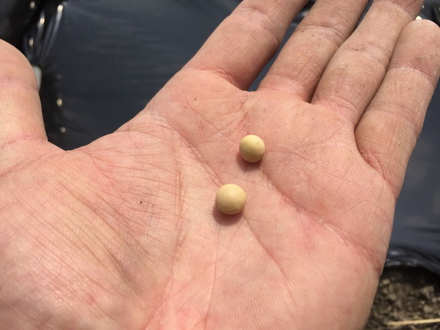 種まき、マルチ張り、防虫鳥ネット掛けサンクス。