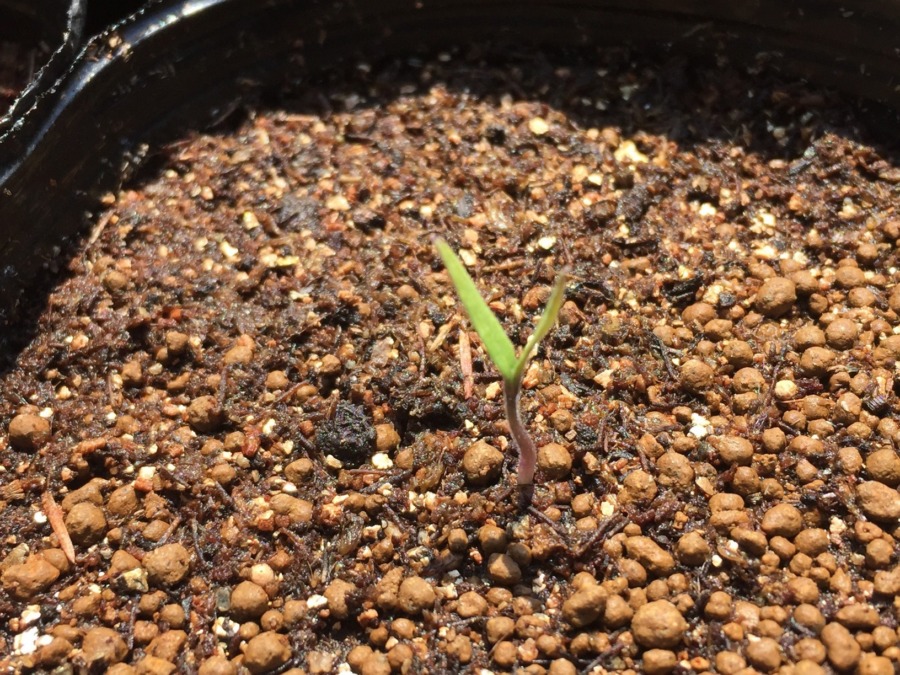 【祝：発芽】ナス科のみなさんの中では第一号☆