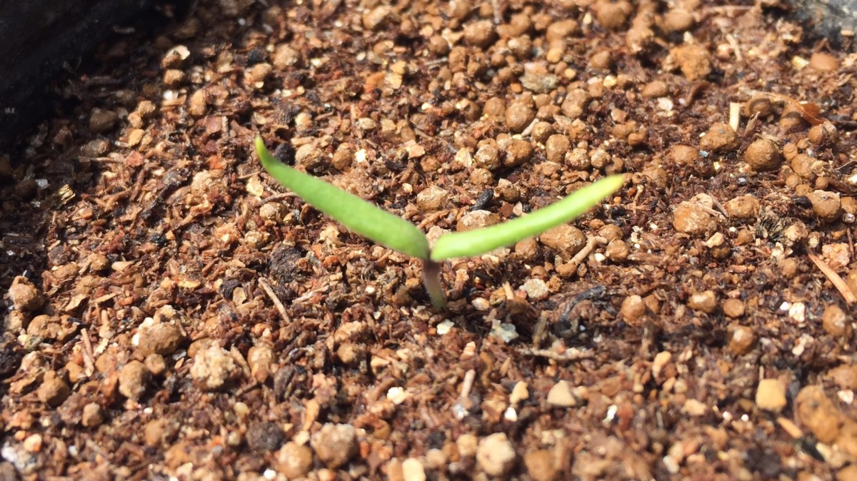 【祝：発芽】ナス科三兄弟のうち、トマトに次いで二番目。