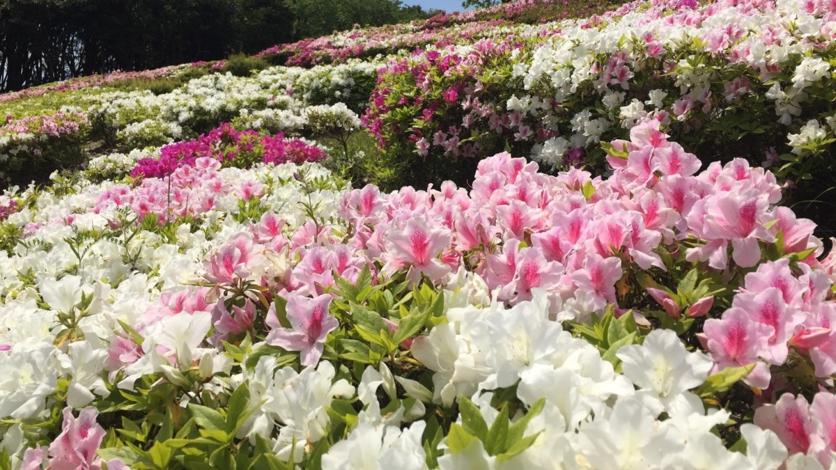 つつじがきれい～～♪♬