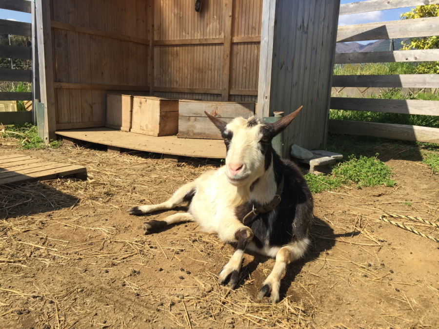 今日は、なんとも良い日向ぼっこ日和🌞🌞しかしルナが、、、