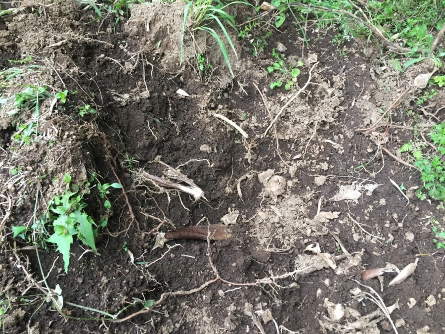 私の竹の子堀りをご紹介。今が旬、このくらいは掘るゾ。