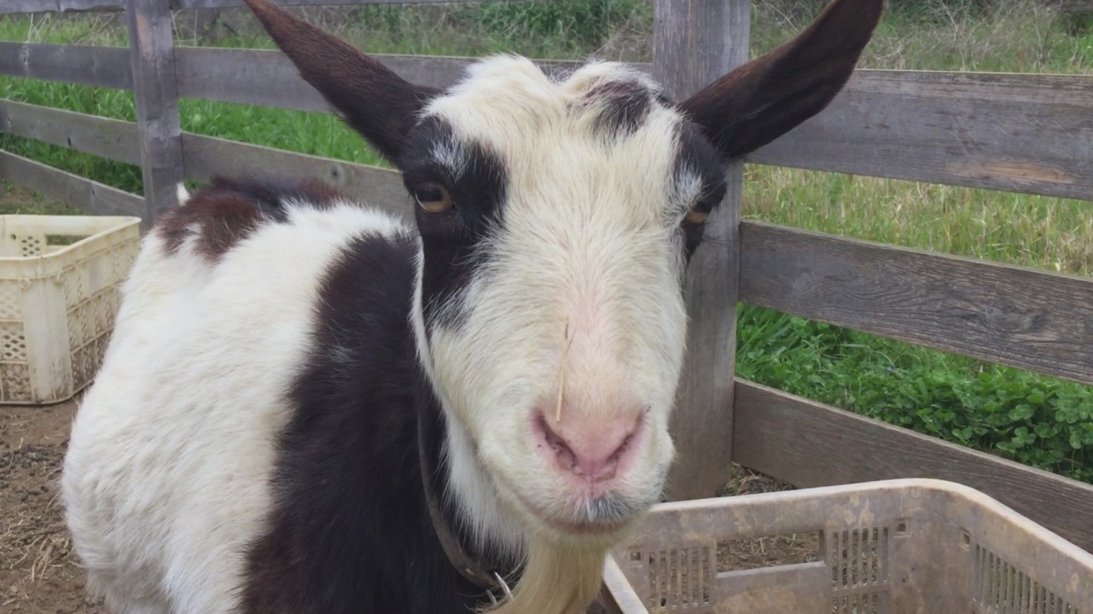 雨降りそうでソワソワ。※ルナの声ボリュームに注意