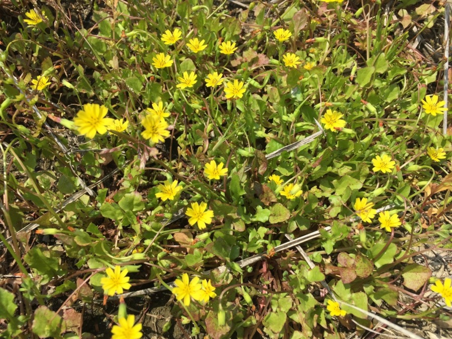 【何の花？？】教えてプリーズ♪♬