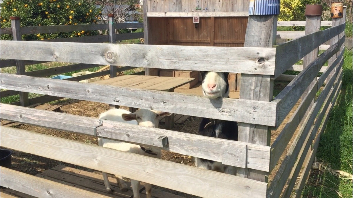 のぞく私。ルナも下から。