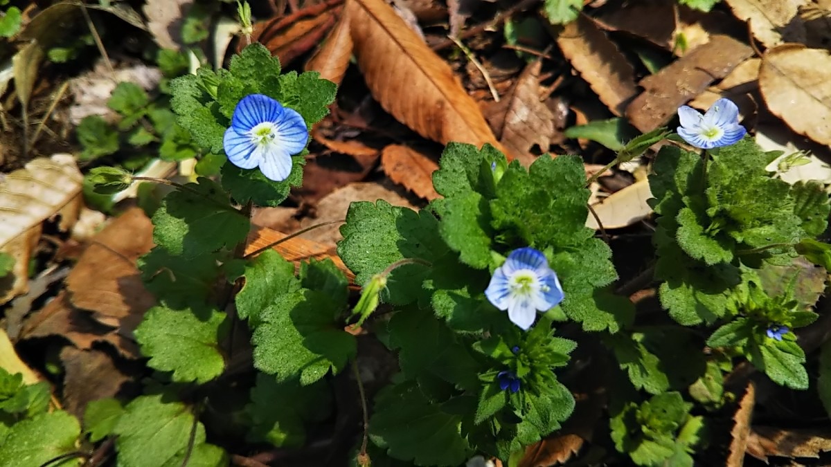 花言葉は『清らか』