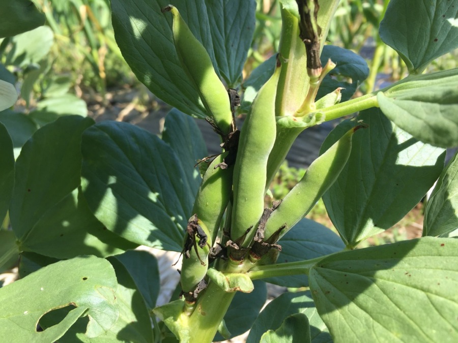 実はなってる、ソラマメさん。