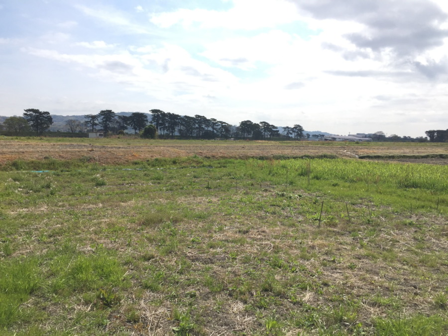 里芋の植え付けサンクス。雨降る前に完了。
