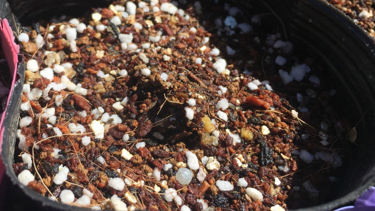 今日、出る（発芽する）予定です。ささげです。