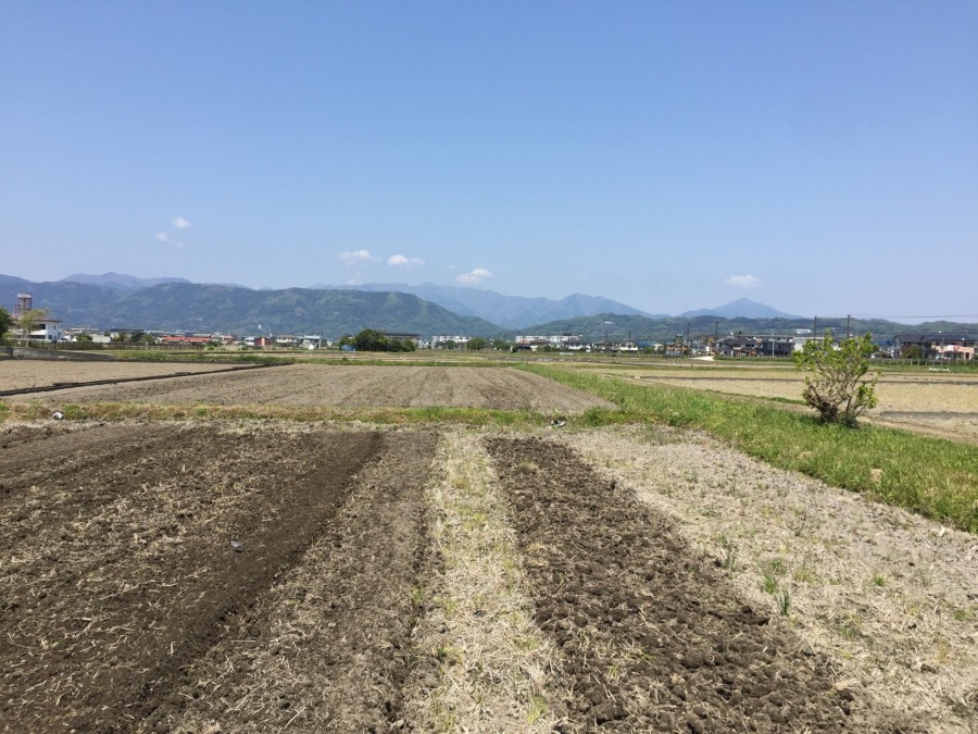 水入り前の耕しもあと少し。今日もたくさんの鳥さんたちが来てました♪♬