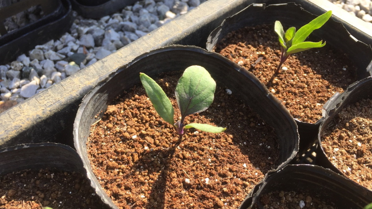 ナス科のいま。これは、なす。