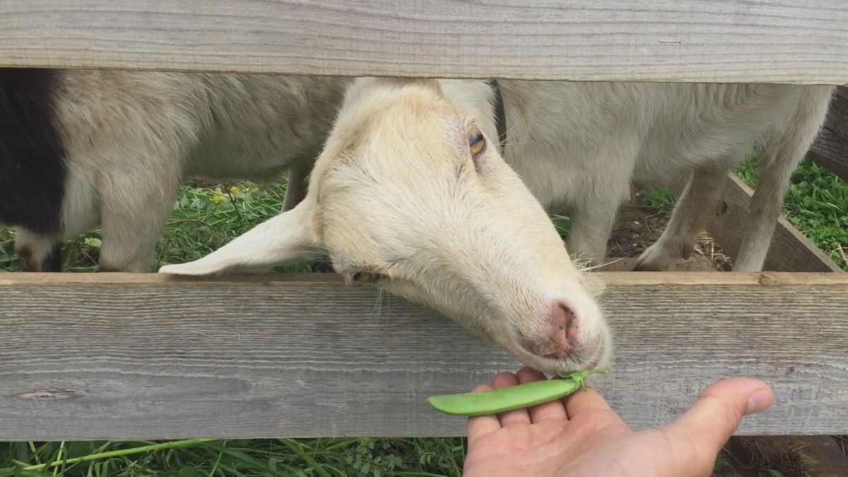 エンドウ豆さんは・・・。
