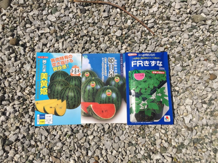 いよいよ！スイカの種まき。今年は接ぎ木にも挑戦するために台木も。