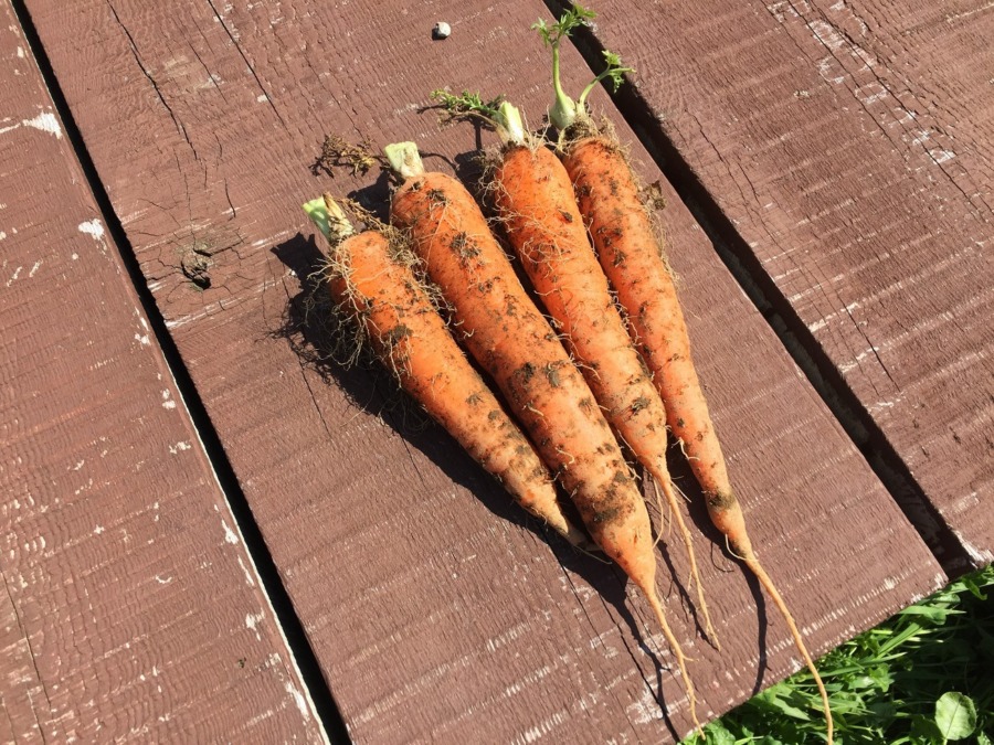 人参です。一応、まだ探せばあるんです。