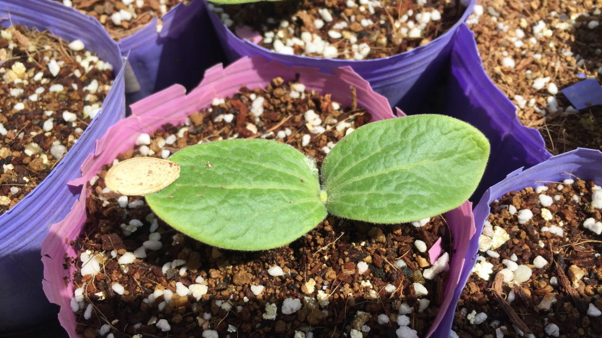 これはズッキーニベイビ💛