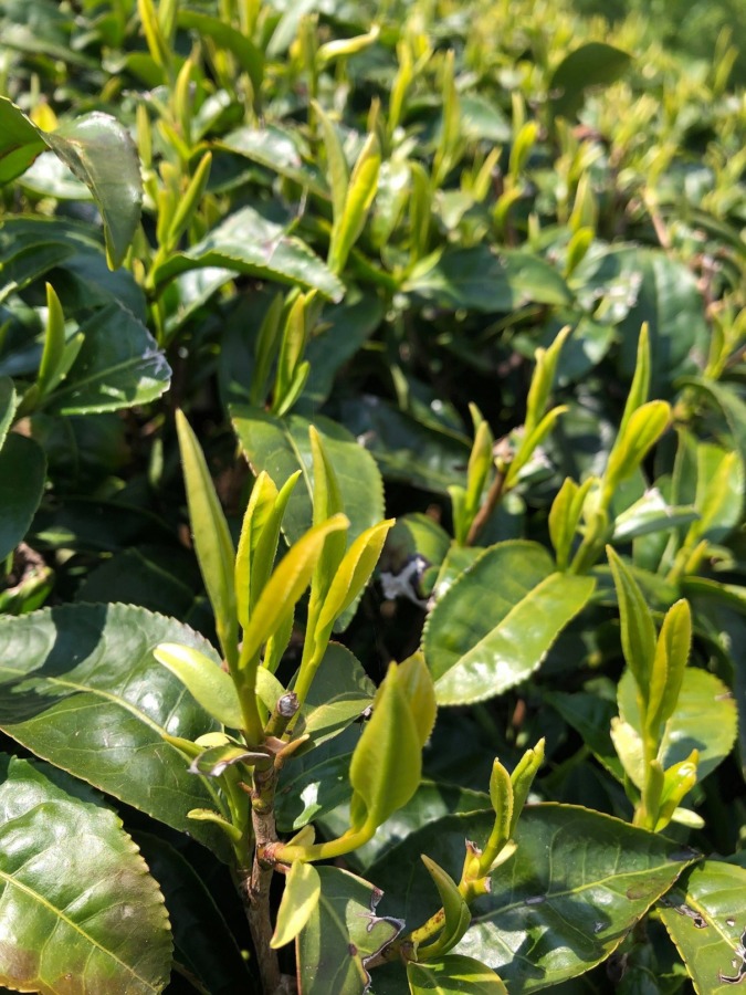 【祝：新芽】若緑色が、青空にも映えてます～ (^ ^)v