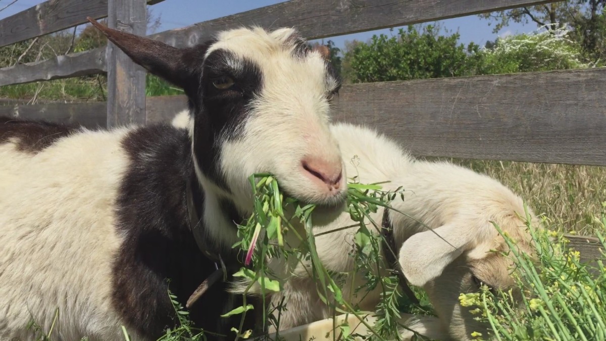 今日のむしゃむしゃ。