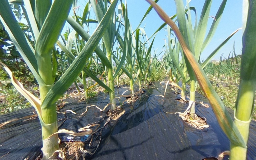 【VRツアー】にんにくのマーチ→お花！！→やぎ子さん＆ルナちゃん