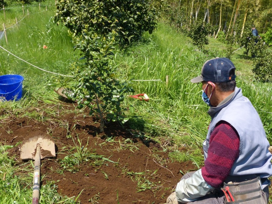 シークアーサーの苗を植栽。