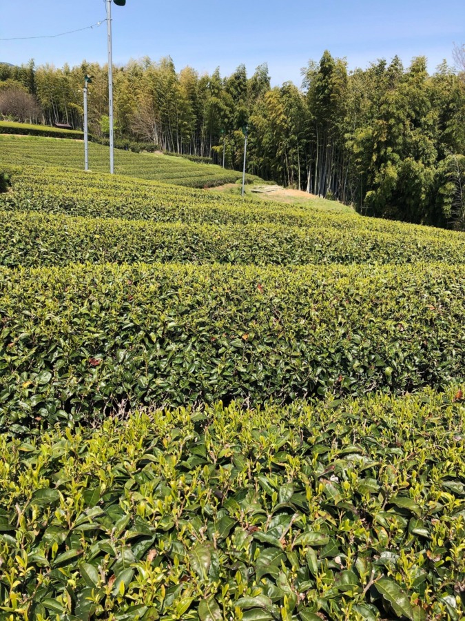 今日のお茶畑。このまま霜が降りずに5月までたどりつきたい (> 