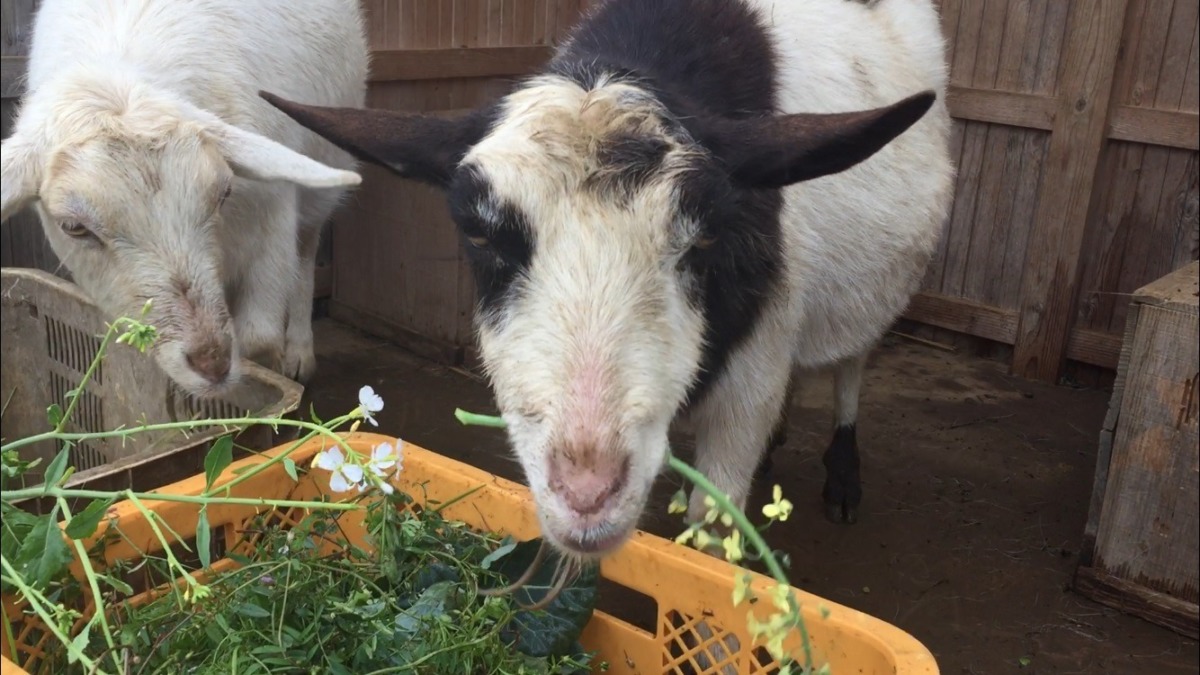 雨の日は顔汚れがち。ルナもわたしも。