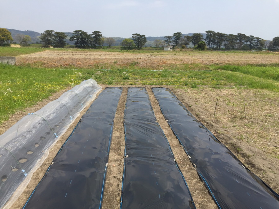 マルチ張りサンクス。今日から雨かな♪♬