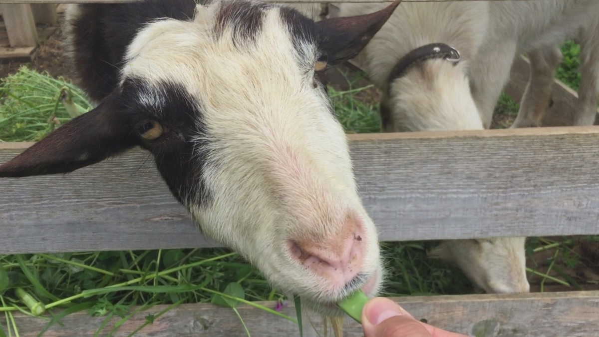 わたしは一応、いただきました。