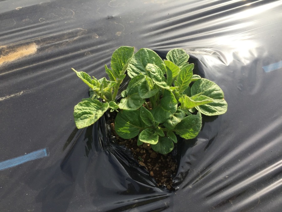 今日のじゃが。