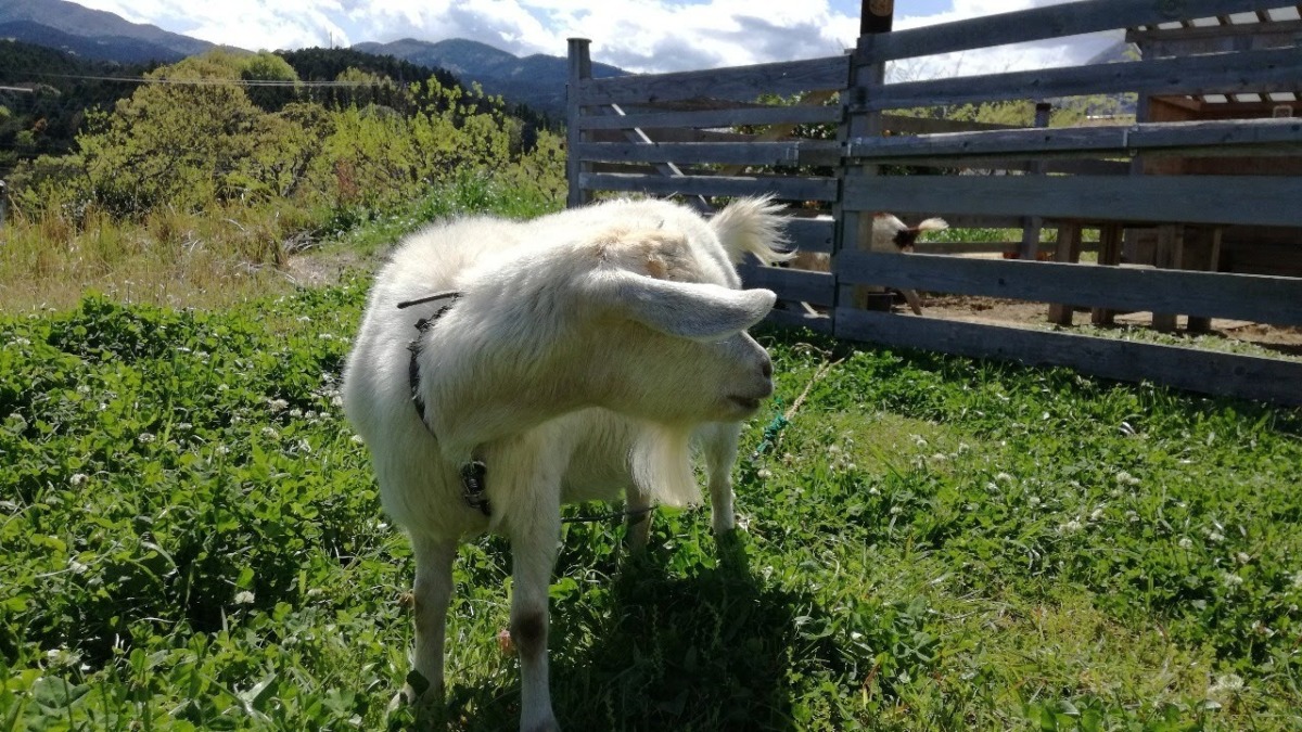 今日はぽかぽか🌞🌞やぎライブ。