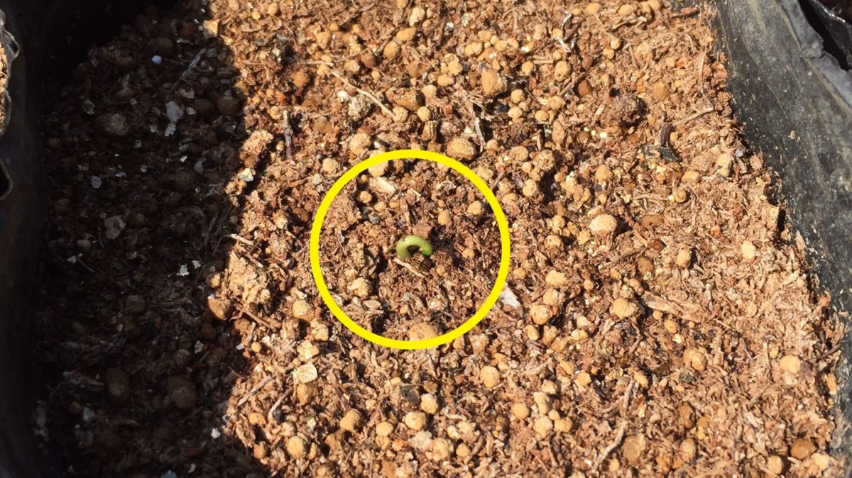 今日、出ます＼(^ ^)／