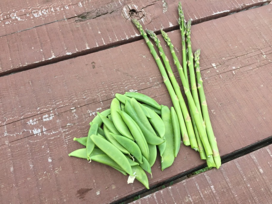 ささやかな畑の恵み。アスパラとえんどう豆。