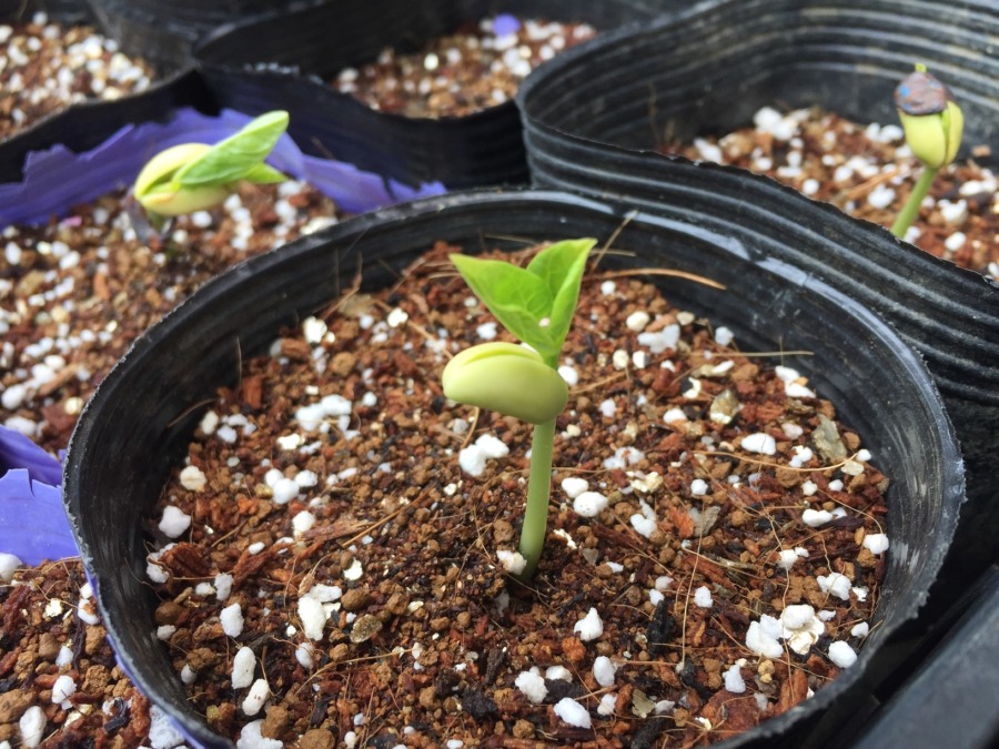 【タイムラプス♪♬】ささげの芽がゆ～っくり伸びます。