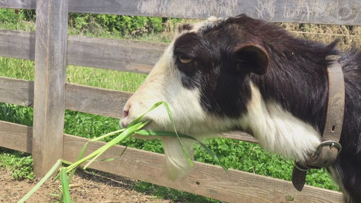 毎日、むしゃむしゃ。