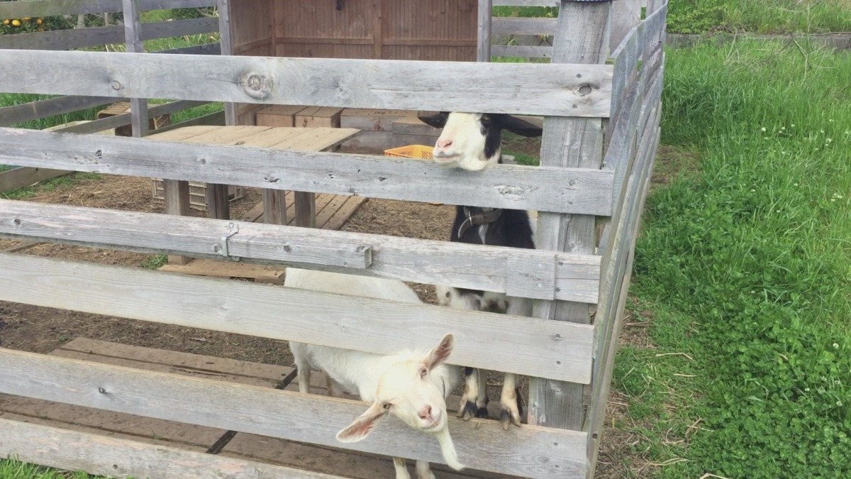 おはようございます。