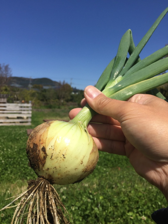 【祝：初収穫】極早生（ごくわせ）たまねぎ。
