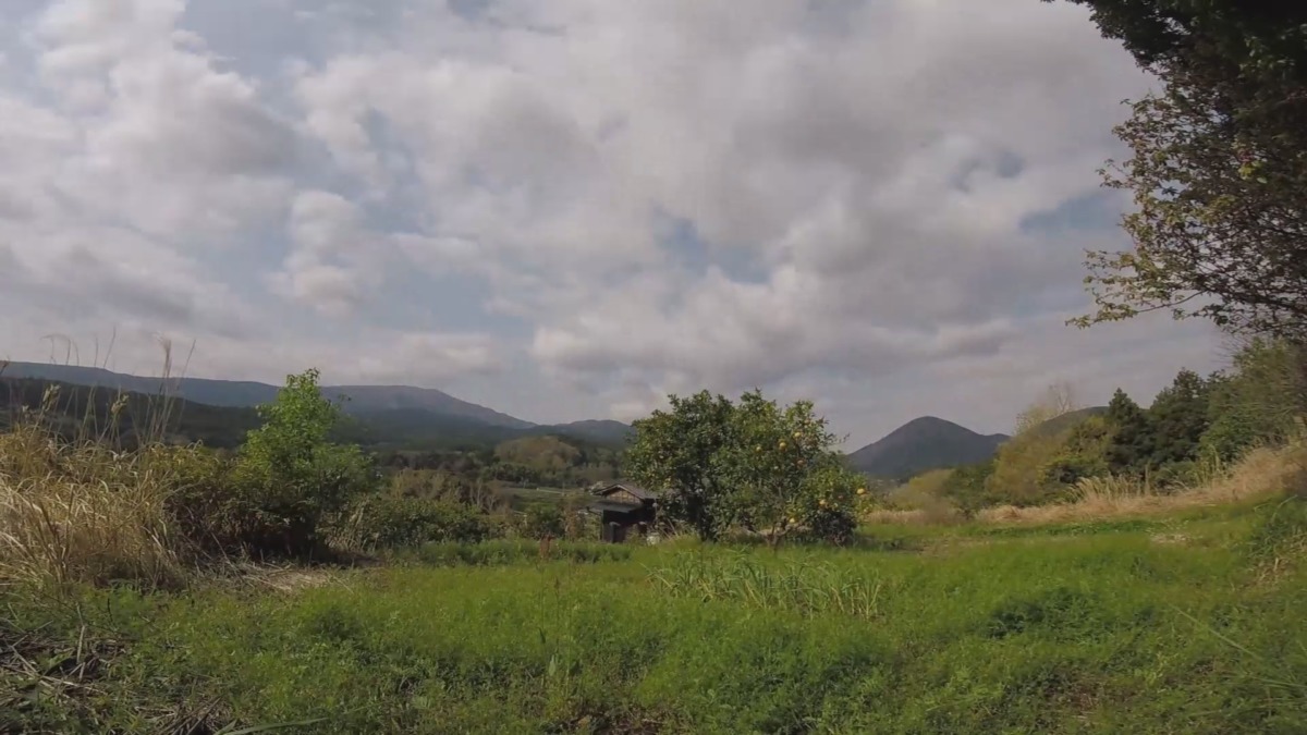 【タイムラプス】春のにんにく畑の1.5日♪♬