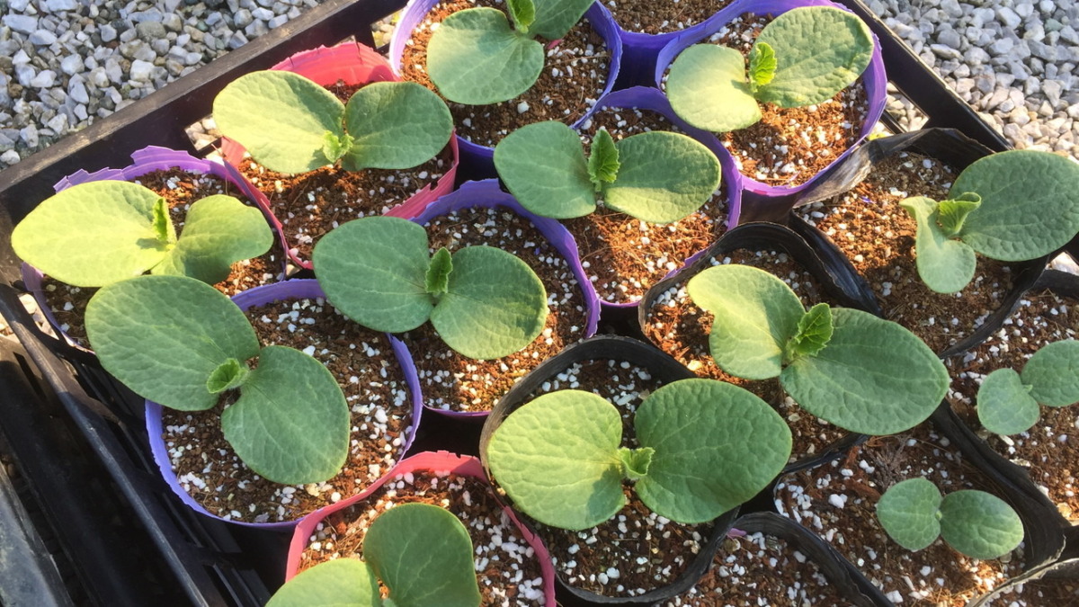 ウリ科のいま。これは、かぼちゃ。