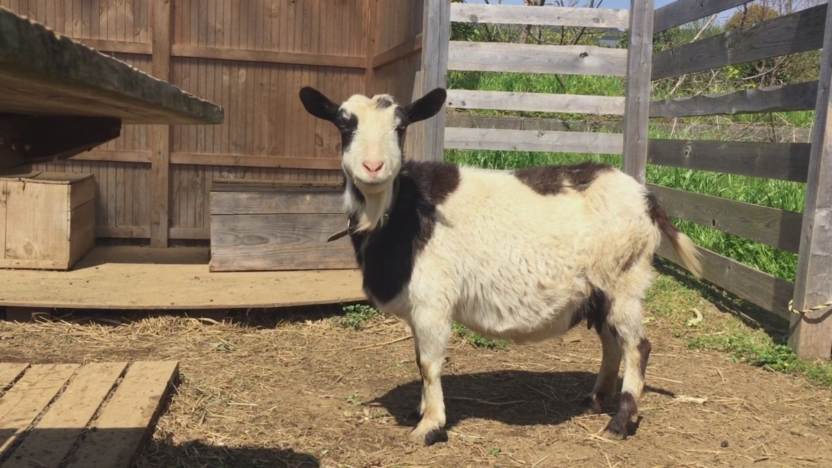晴れた春の朝のやぎ。何も起きません。