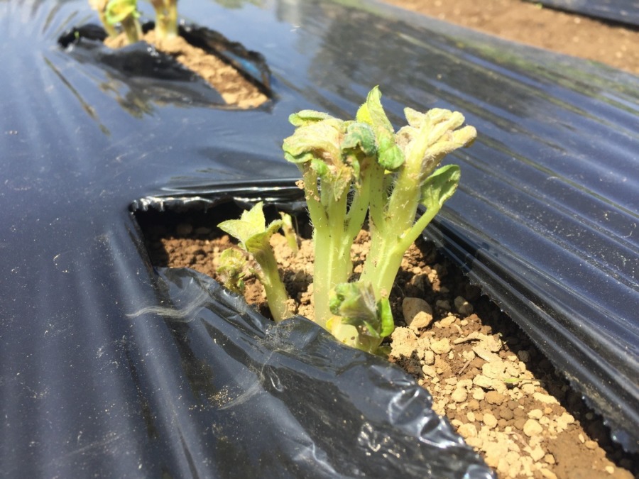 【祝：発芽】ビニルマルチを使った場合の発芽について解説します。