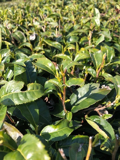 【今日のお茶】まだ新芽は出てませんね～。