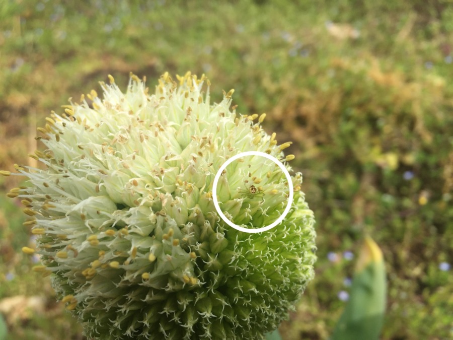 【この方どなた？？】小さな蜘蛛さんがいらっしゃいます。