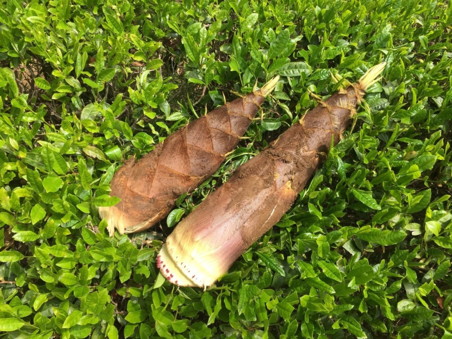 お茶畑の竹の子。起こっているのは、お茶vs竹の子の陣取り合戦。