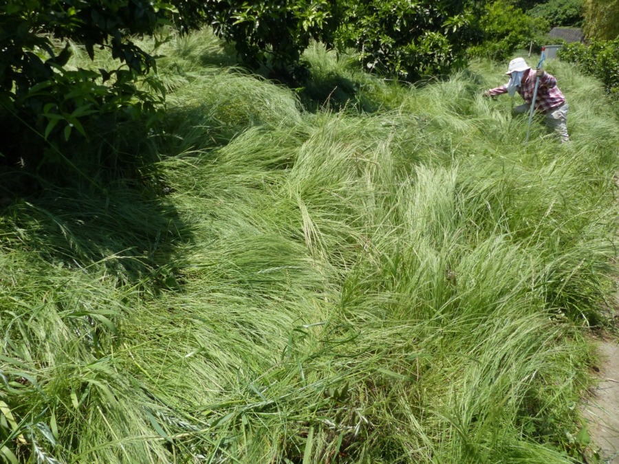 少人数で、日当たり農園の管理作業を行いました。